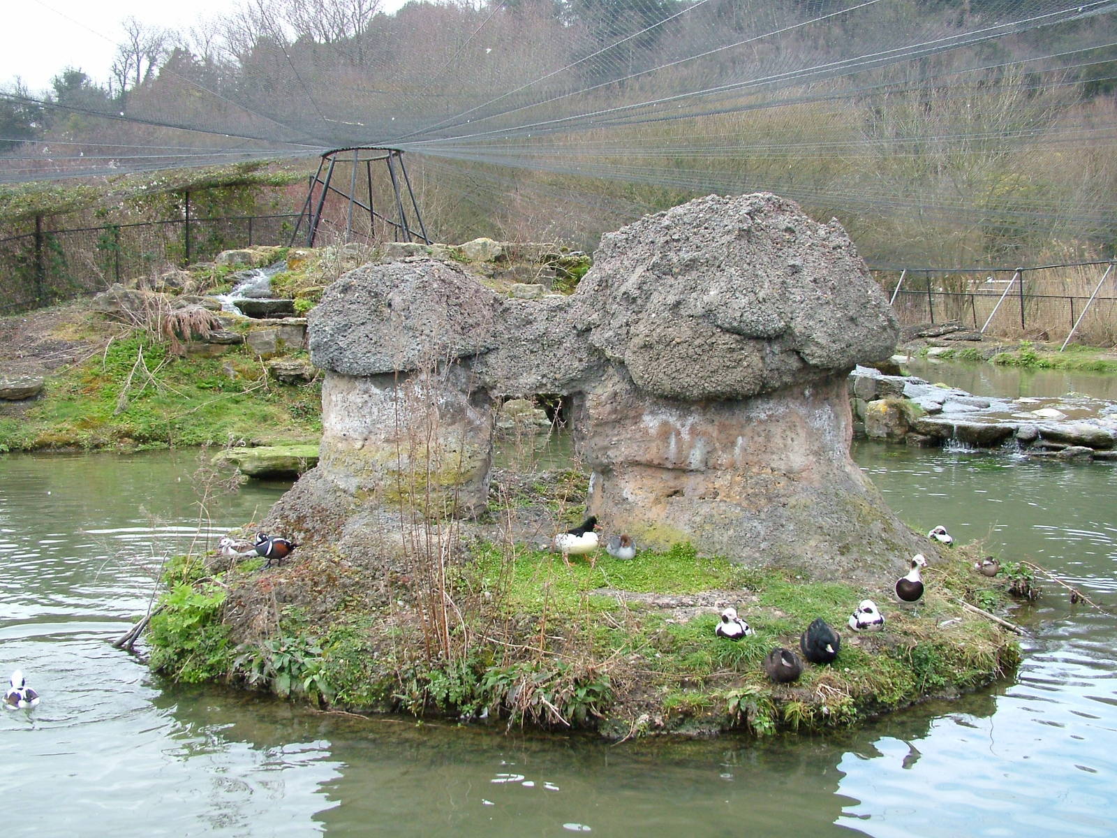 Myvatn Pen at Arundel WWT 13/03/10