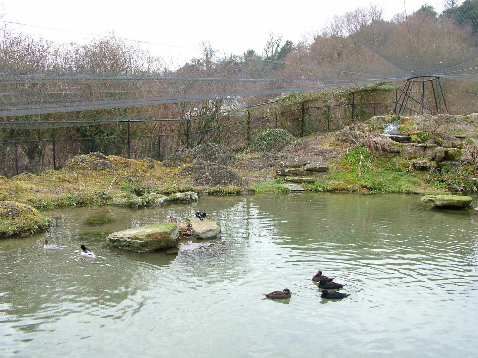 Myvatn Pen at Arundel WWT 13/03/10