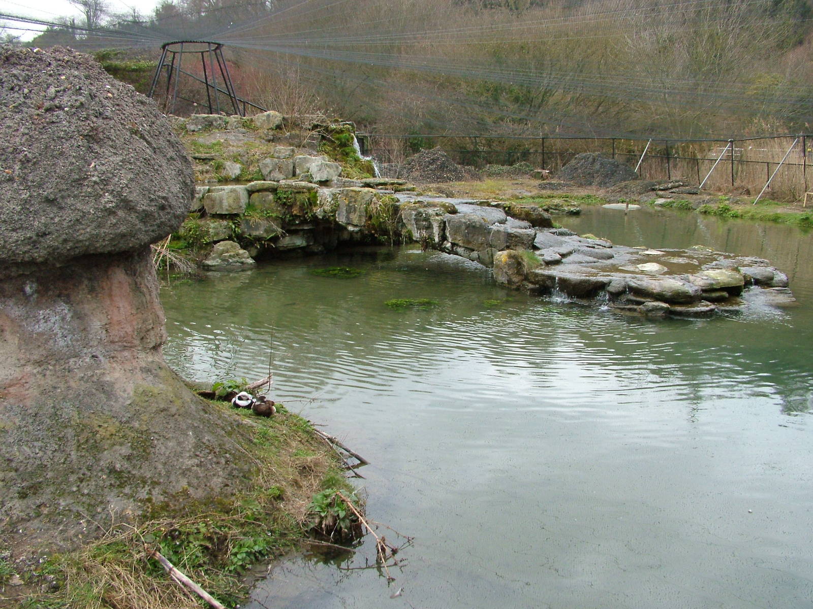 Myvatn pen at Arundel WWT 13/03/10
