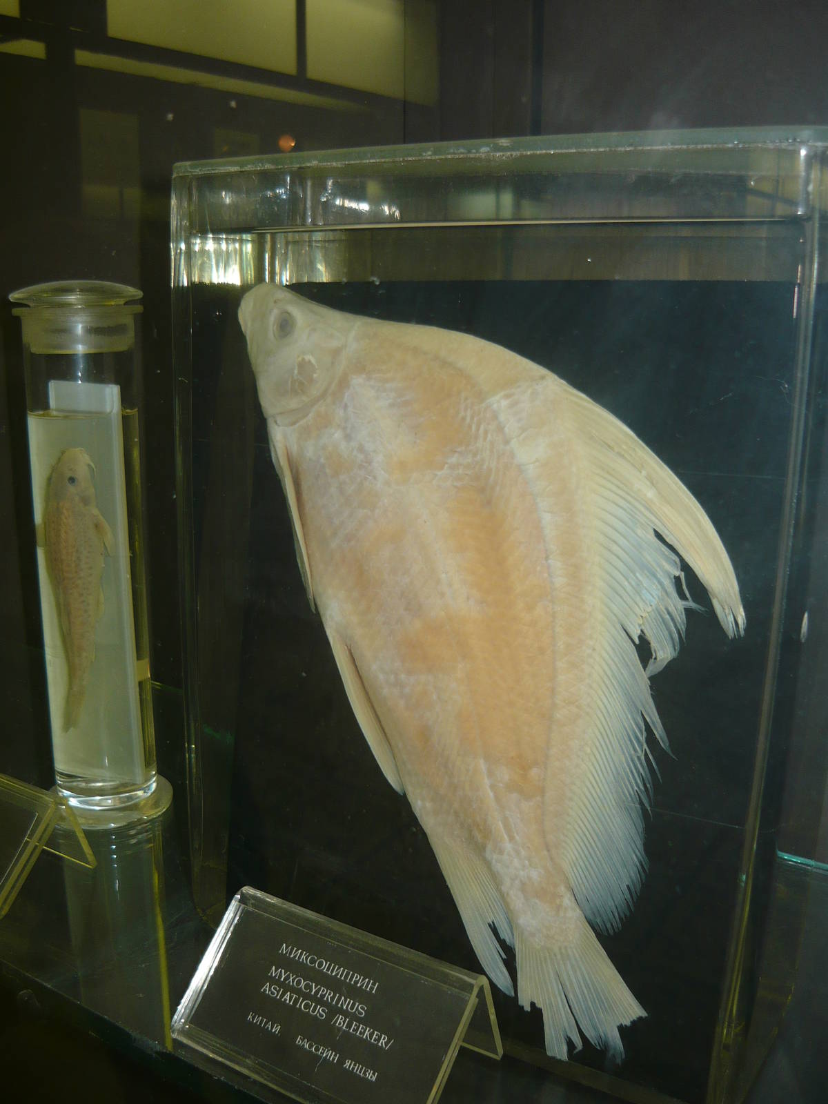 Myxocyprinus asiaticus wet specimen