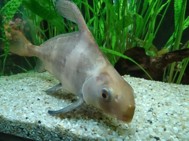 Myxocyprinus asiaticus