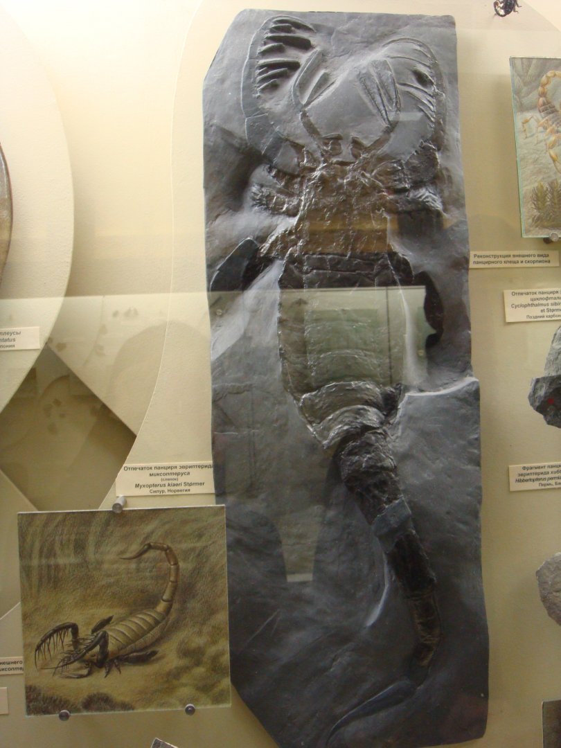 Myxopterus kiaeri (cast)