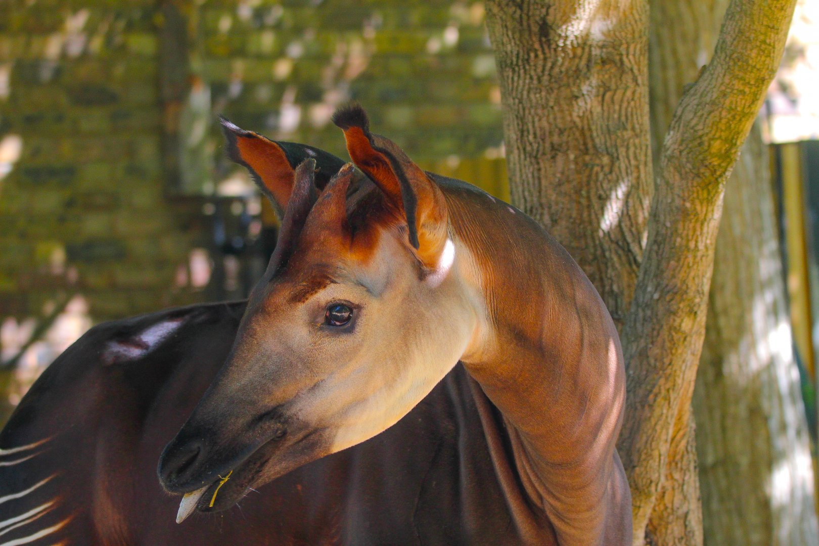 Mzimu, Male Okapi- 11th July 2025