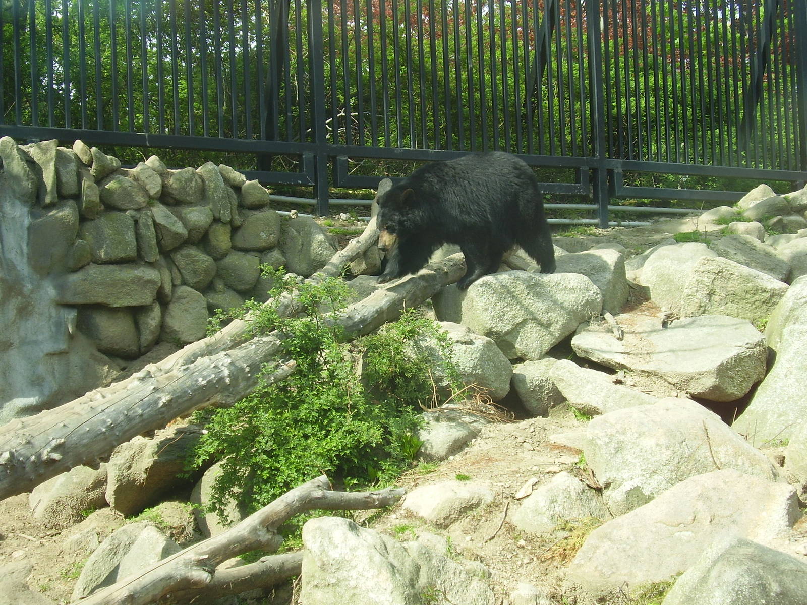 N A Black Bear- Buttonwood Zoo MAY07
