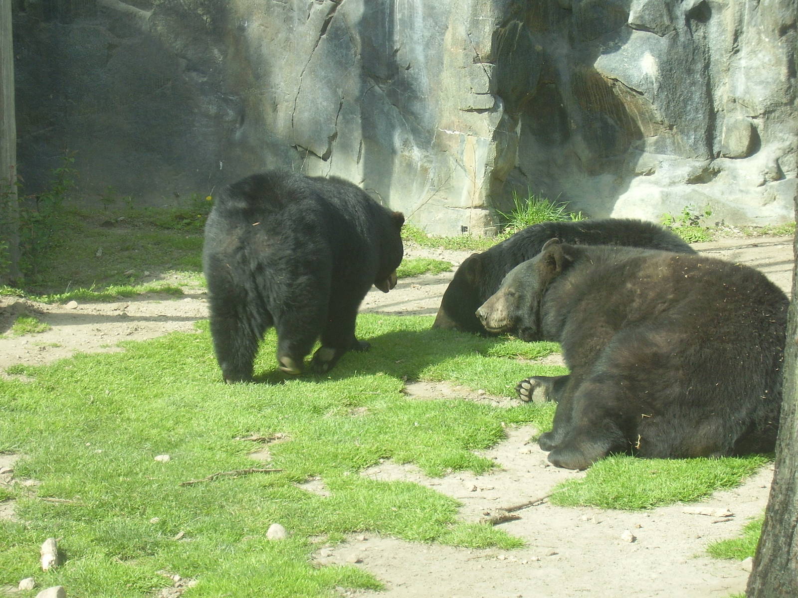 N A Black Bear- Buttonwood Zoo MAY07