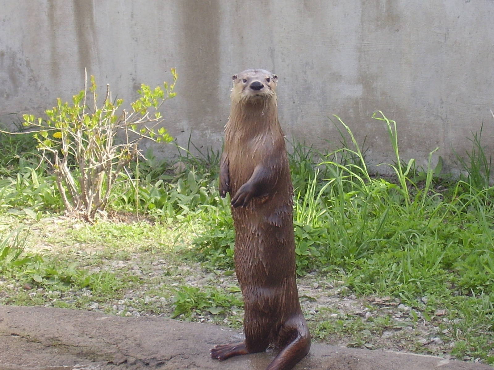 N A River Otter- Buttonwood Zoo MAY07