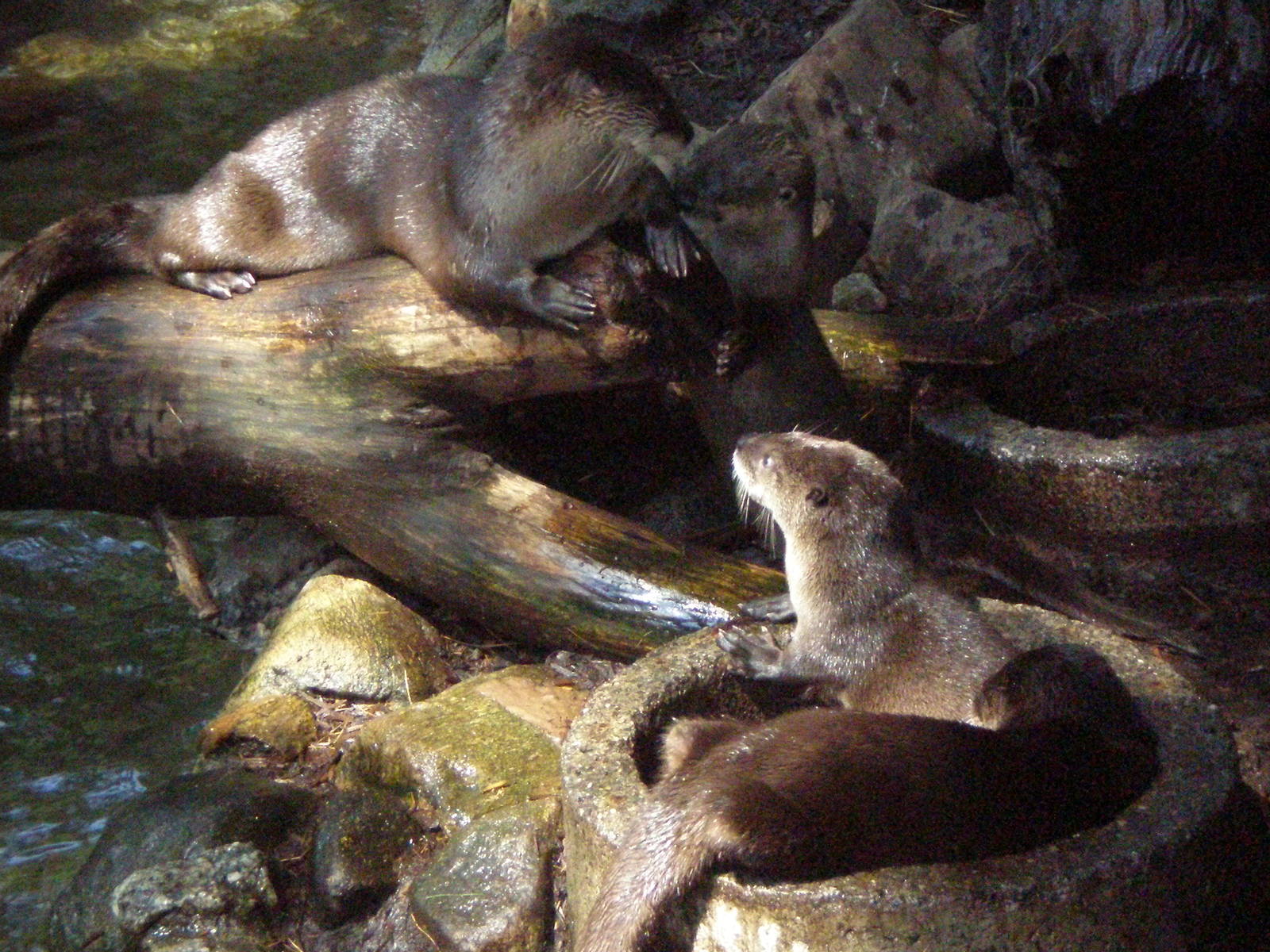 N A River Otter pups 2 mnths old - Beardsley Zoo JUL07 III