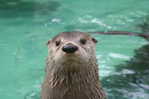 N.A. River Otter