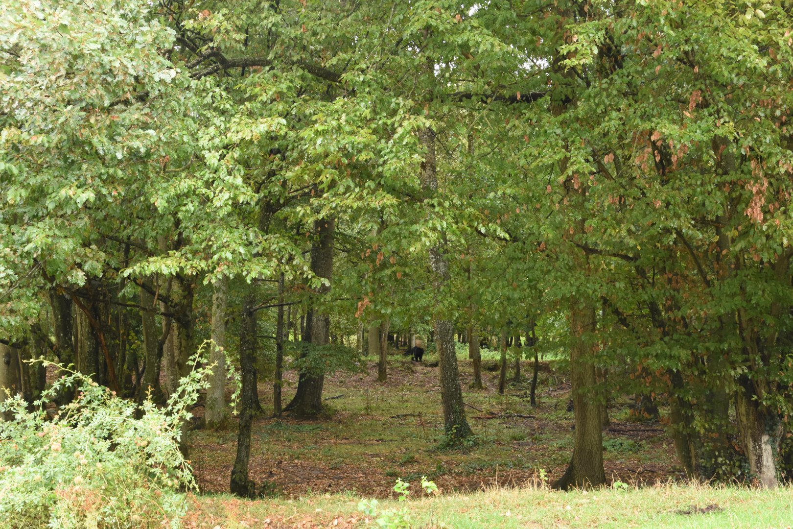 N-American drive-through