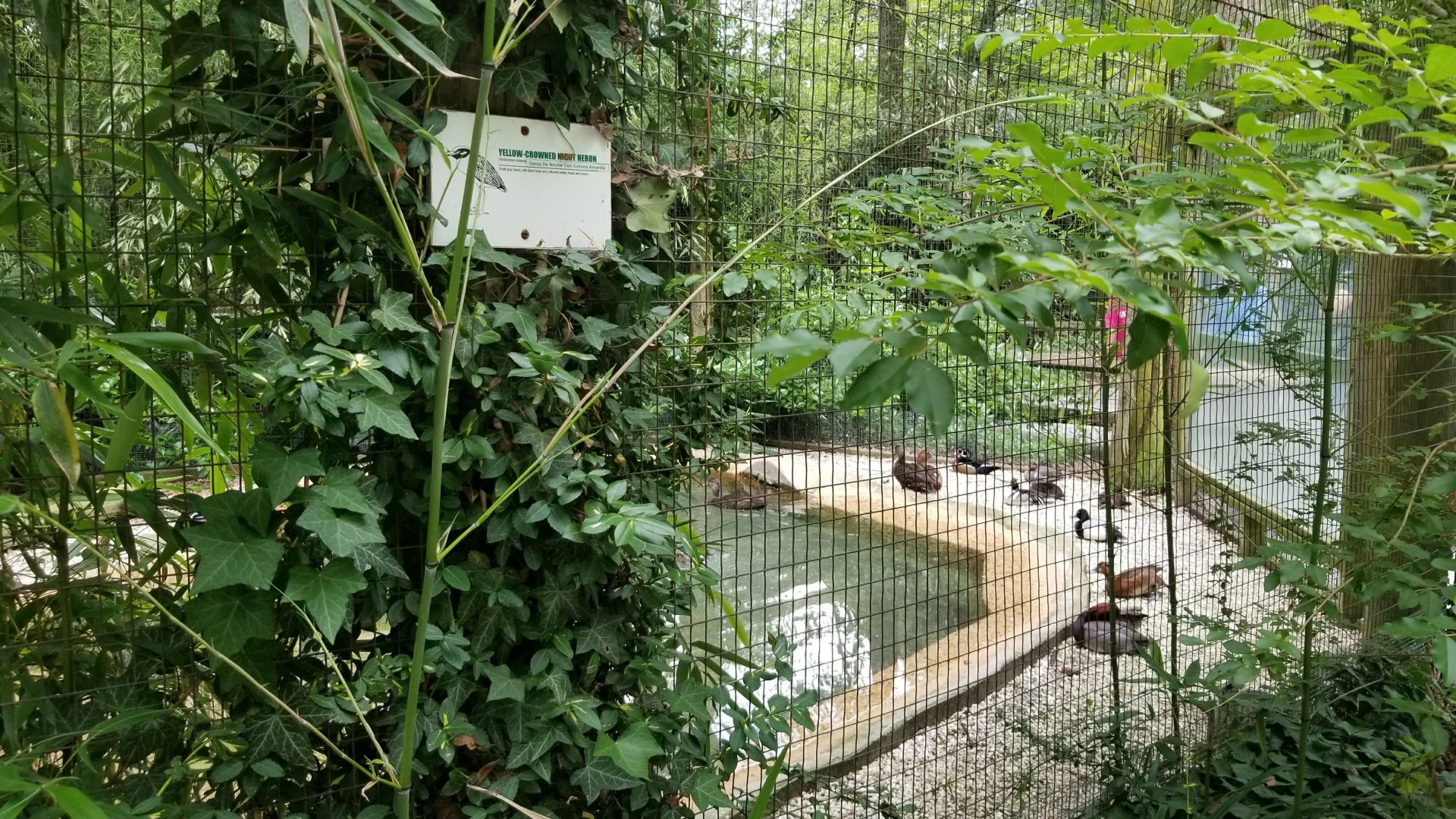 N. American ducks, yellow-crowned night heron sign