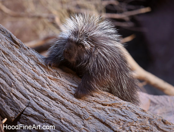 N American porcupine