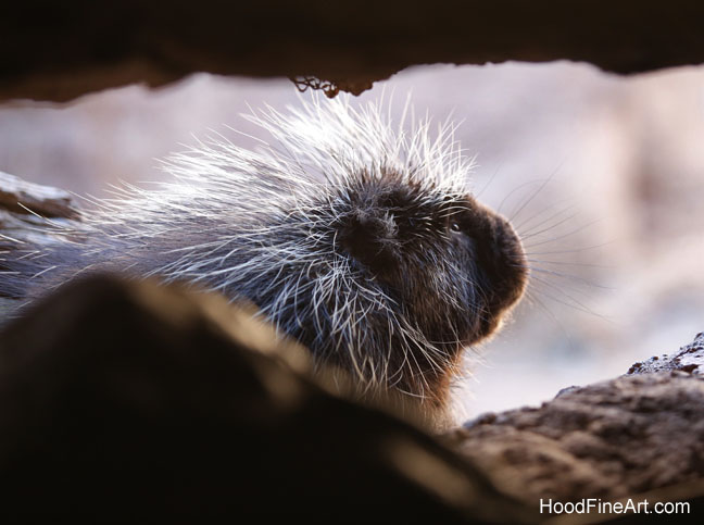 n american porcupine
