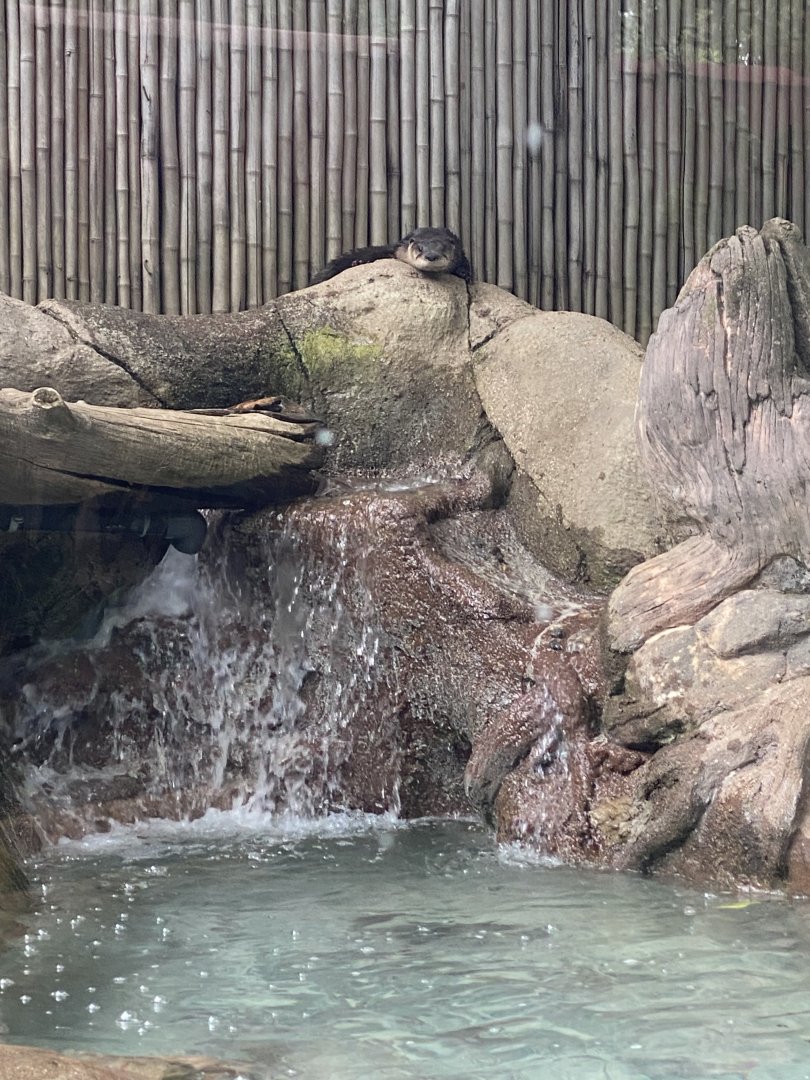 N. American River Otter 01 - Roger Williams Park Zoo