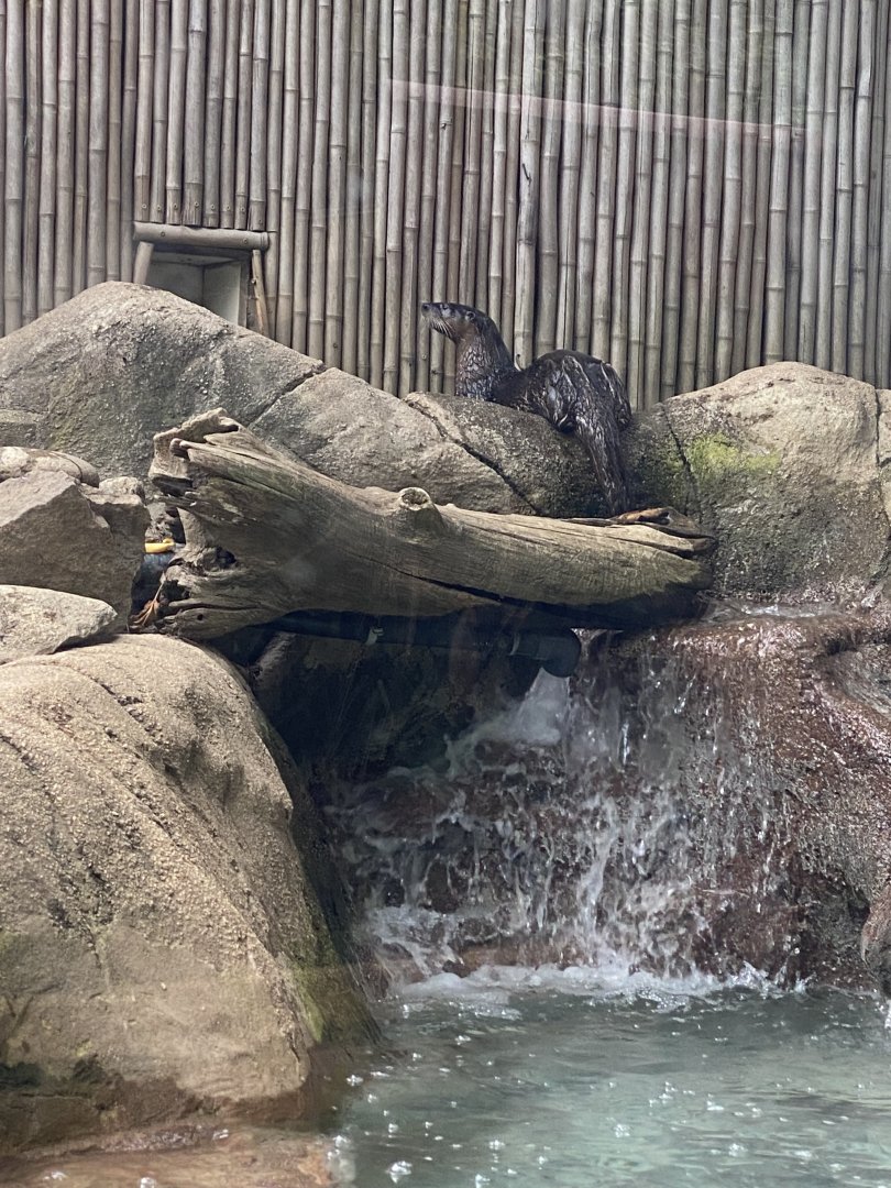 N. American River Otter 02 - Roger Williams Park Zoo