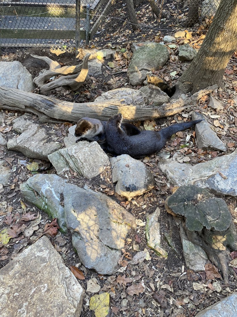 N. American River Otters 01 - Zoo America