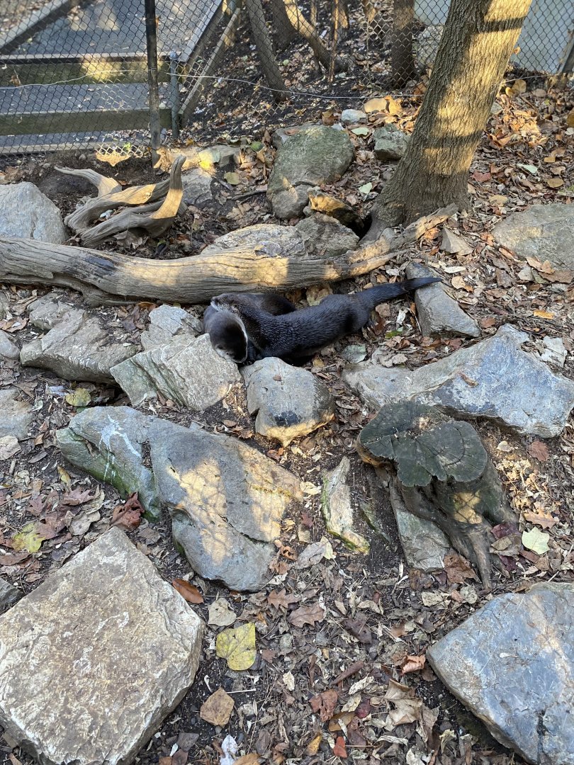N. American River Otters 02 - Zoo America