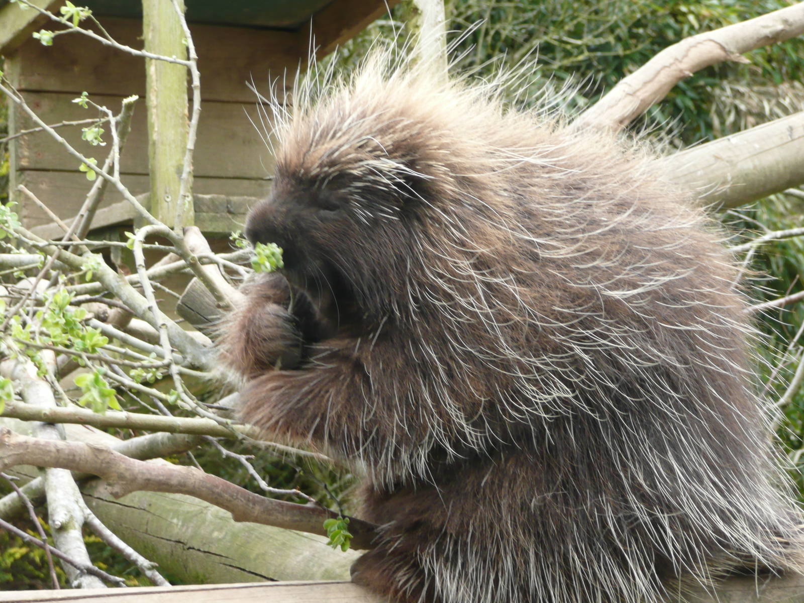 N. American Tree Porcupine