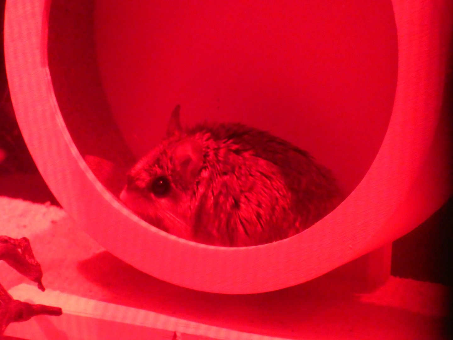 N./S. grasshopper mouse