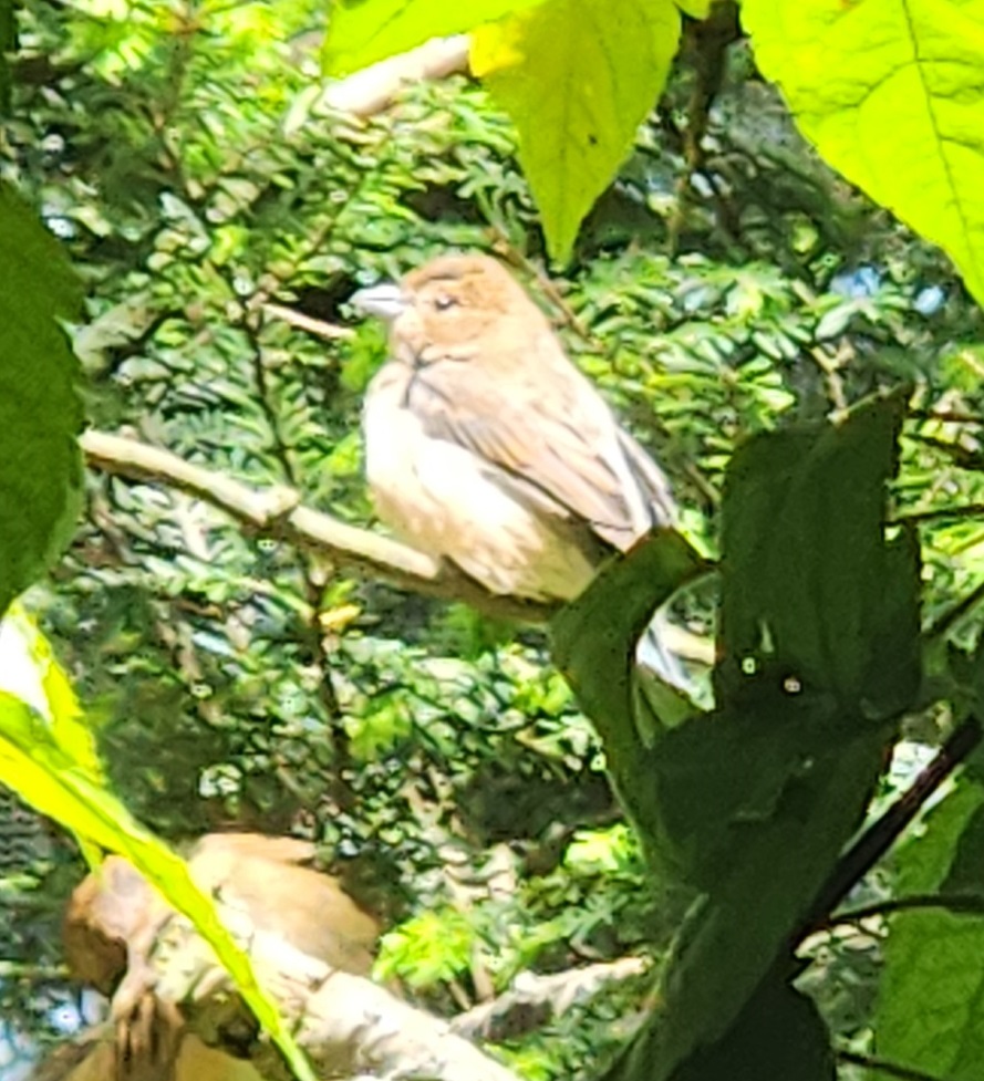 NA Aviary Bird ID - Columbus Zoo