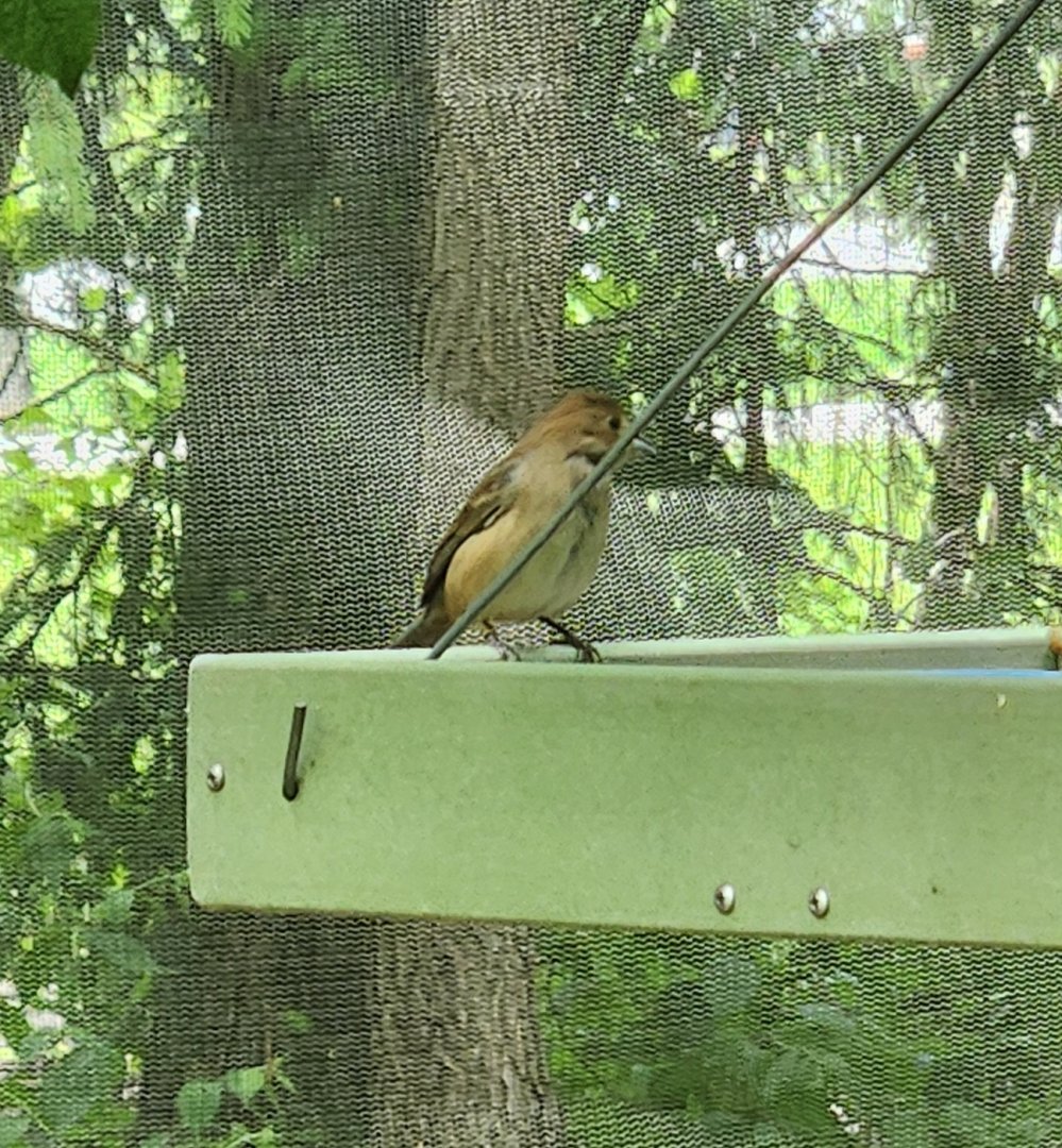 NA Aviary Bird ID - Columbus Zoo