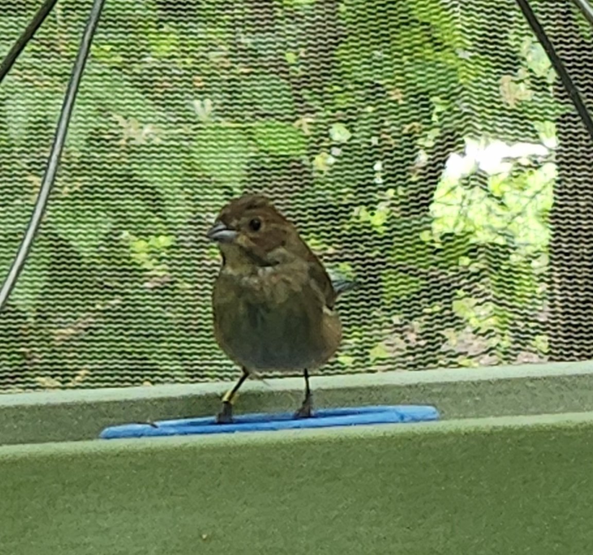 NA Aviary Bird ID - Columbus Zoo