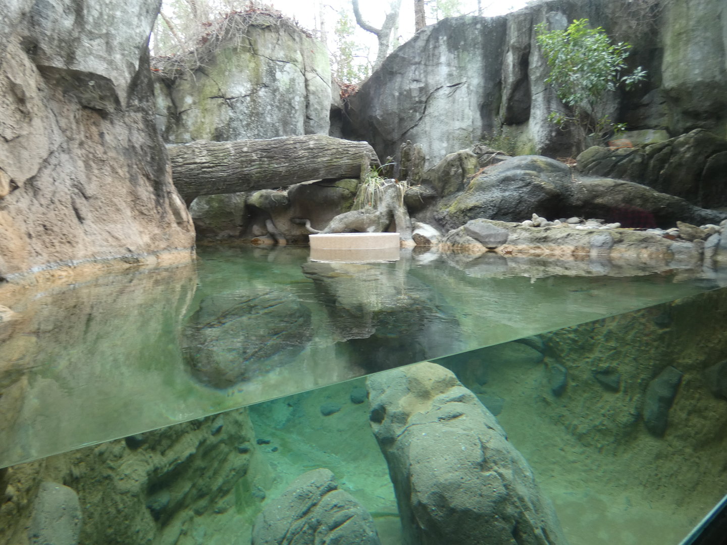 NA River Otter exhibit 1