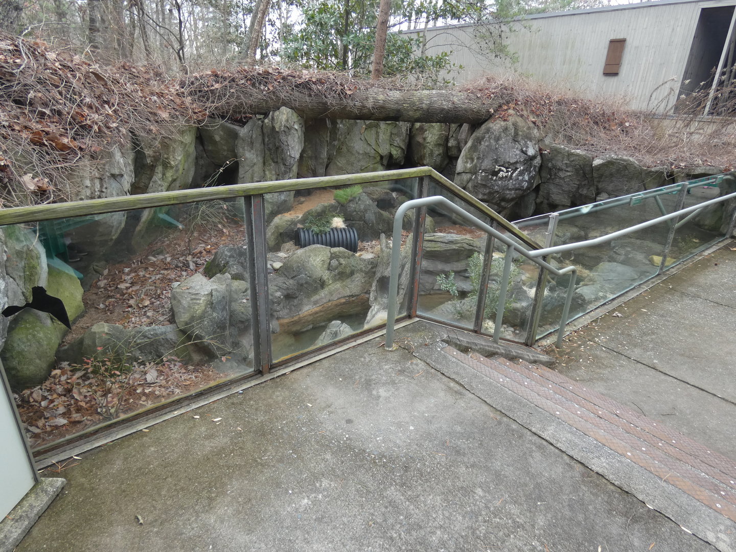 NA River Otter exhibit 2