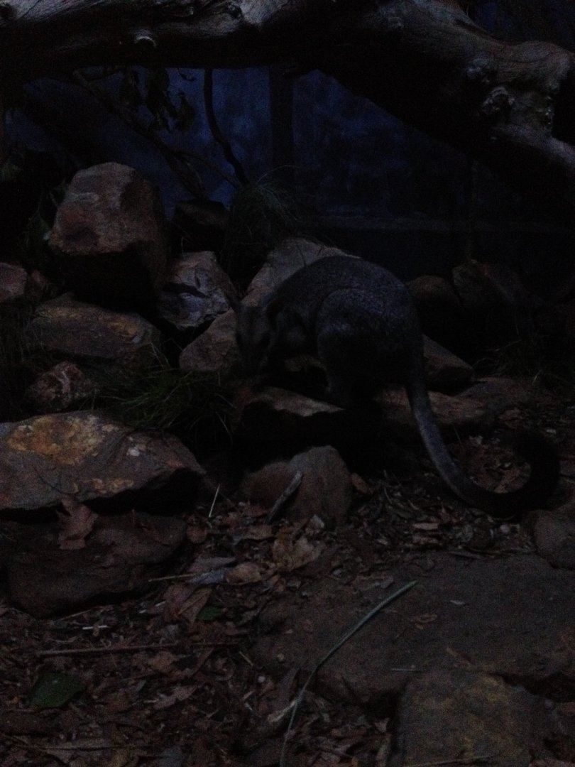 Nabarlek (Petrogale concinna)