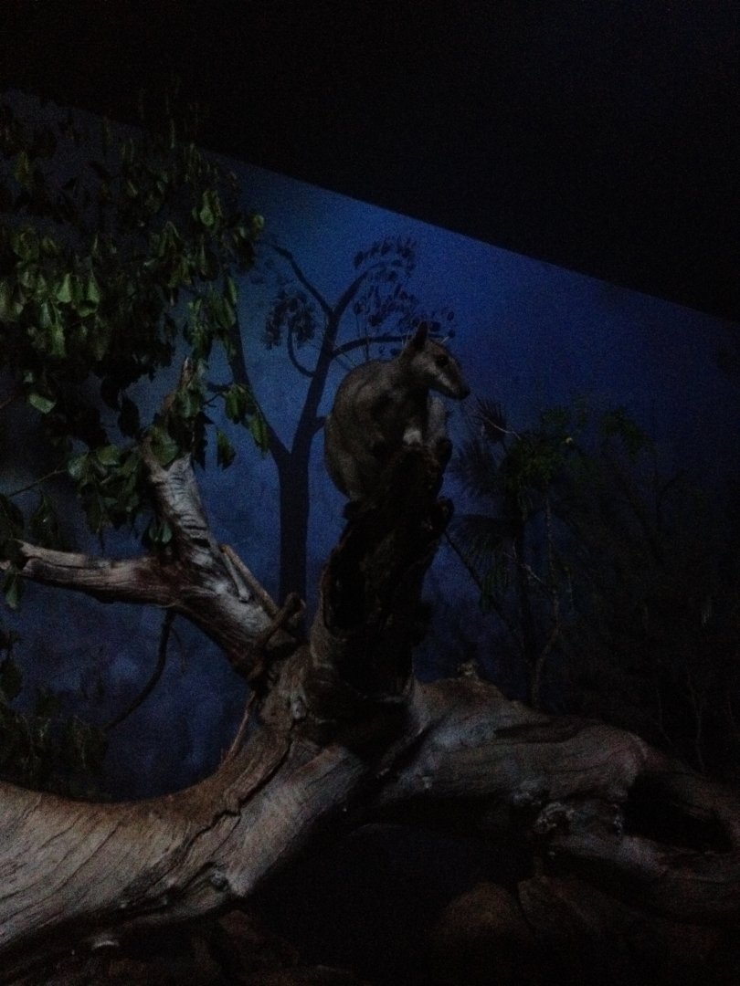 Nabarlek (Petrogale concinna)