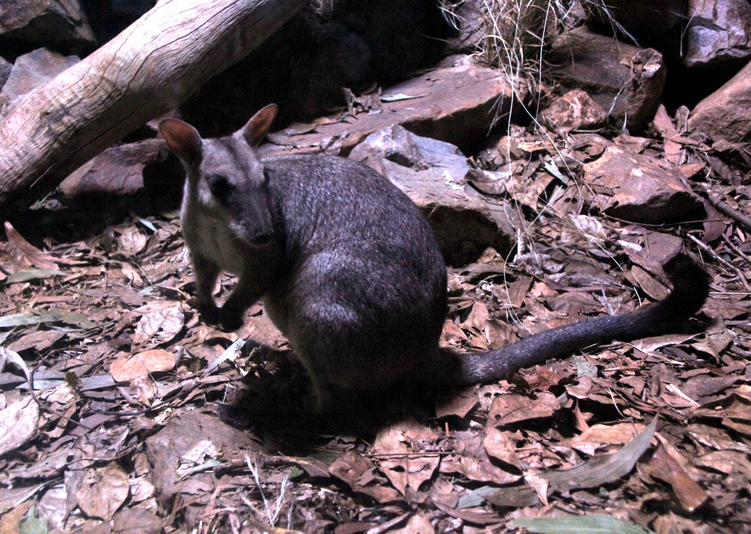 nabarlek (Petrogale concinna)