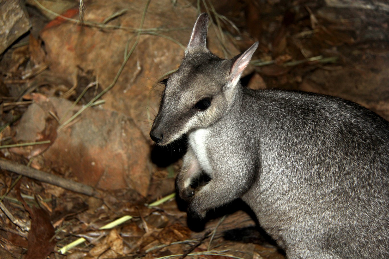 nabarlek (Petrogale concinna)