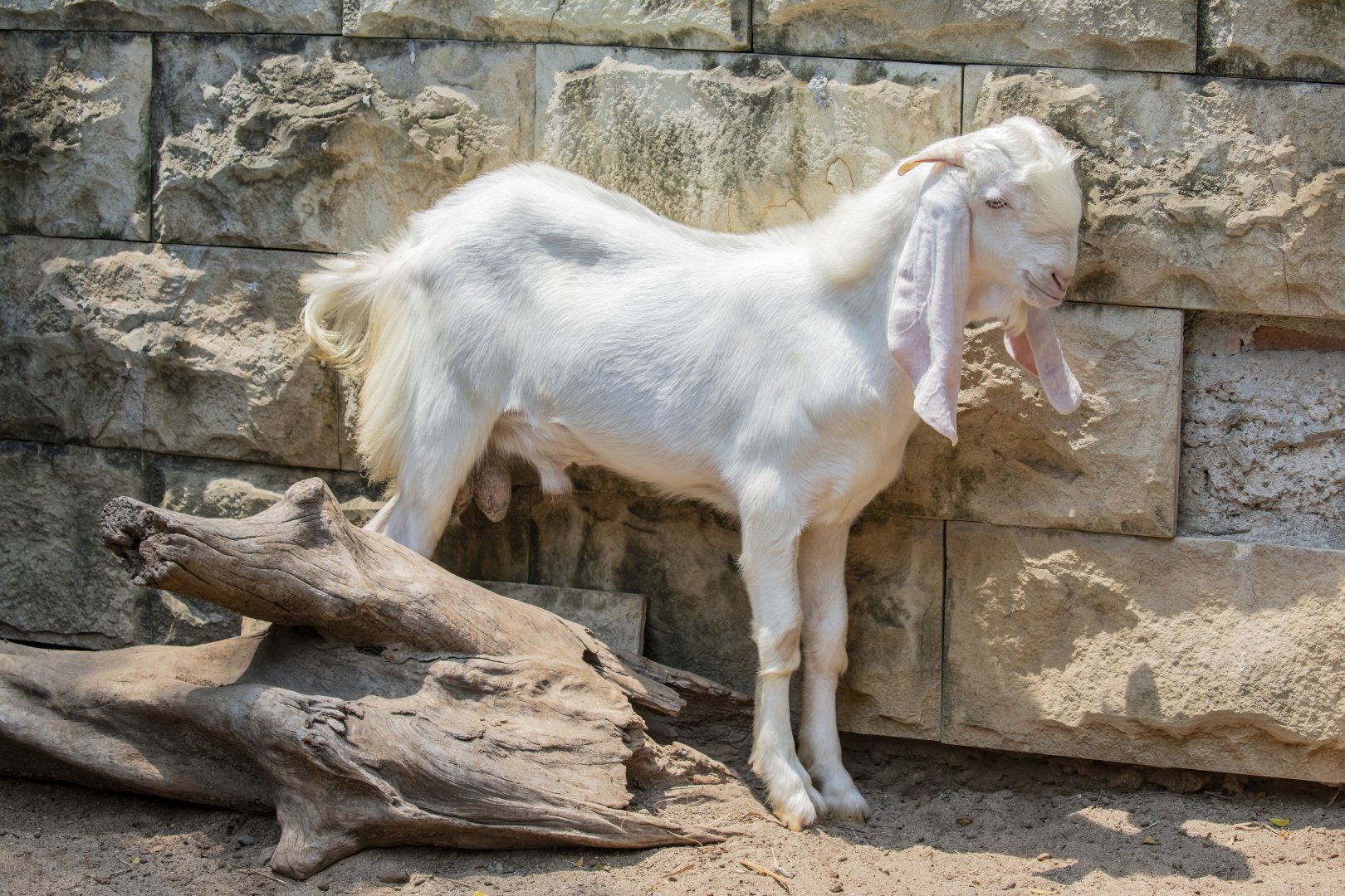 Nachi Goat (capra aegagrus hircus)