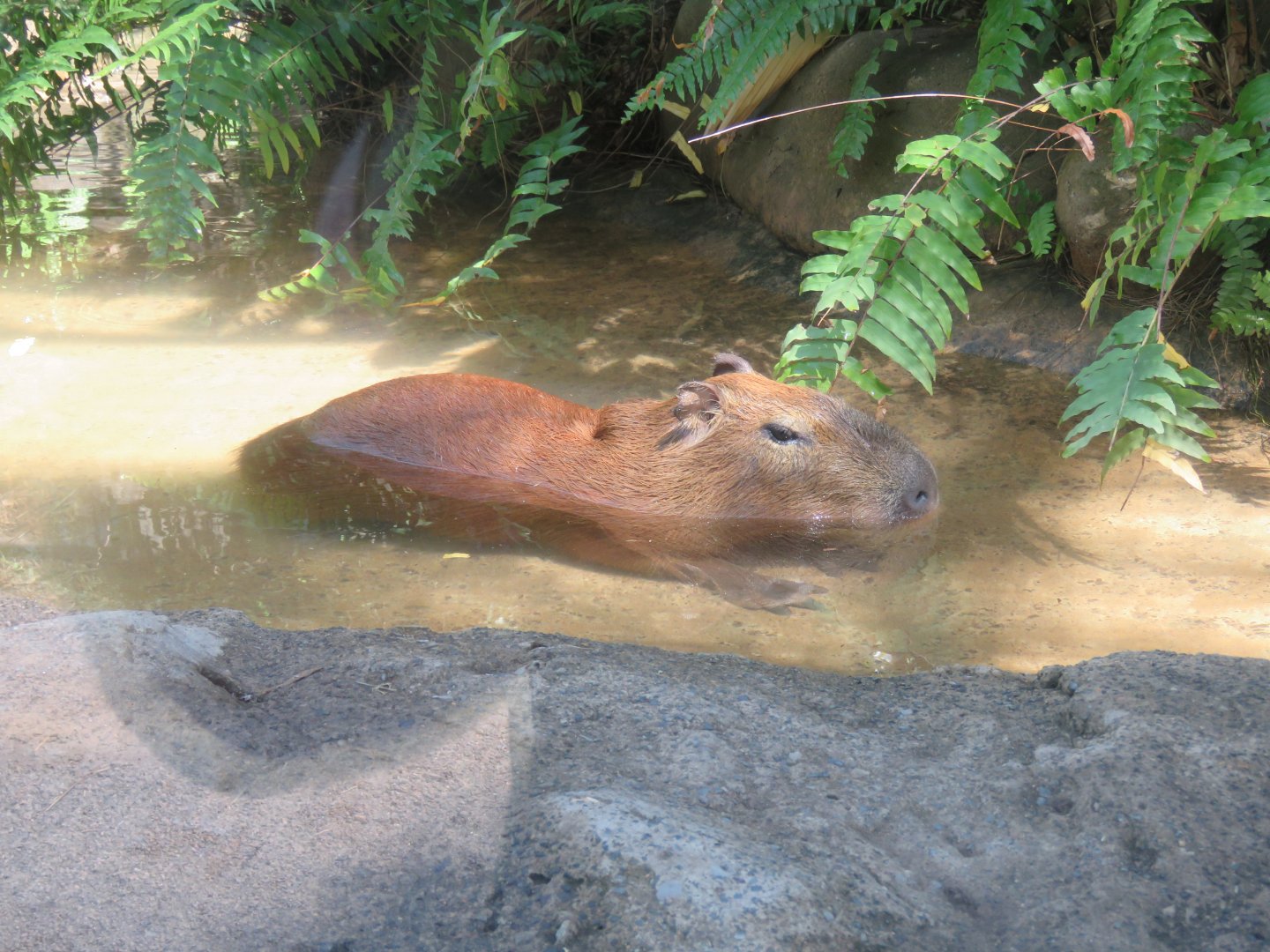 Nacho the Capybara