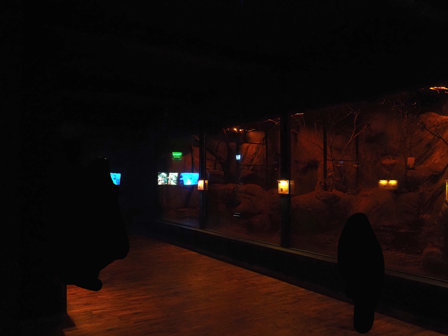 Nachtwelten (Nocturnal house) - Bat and Sugar glider exhibits, 2024-05-22