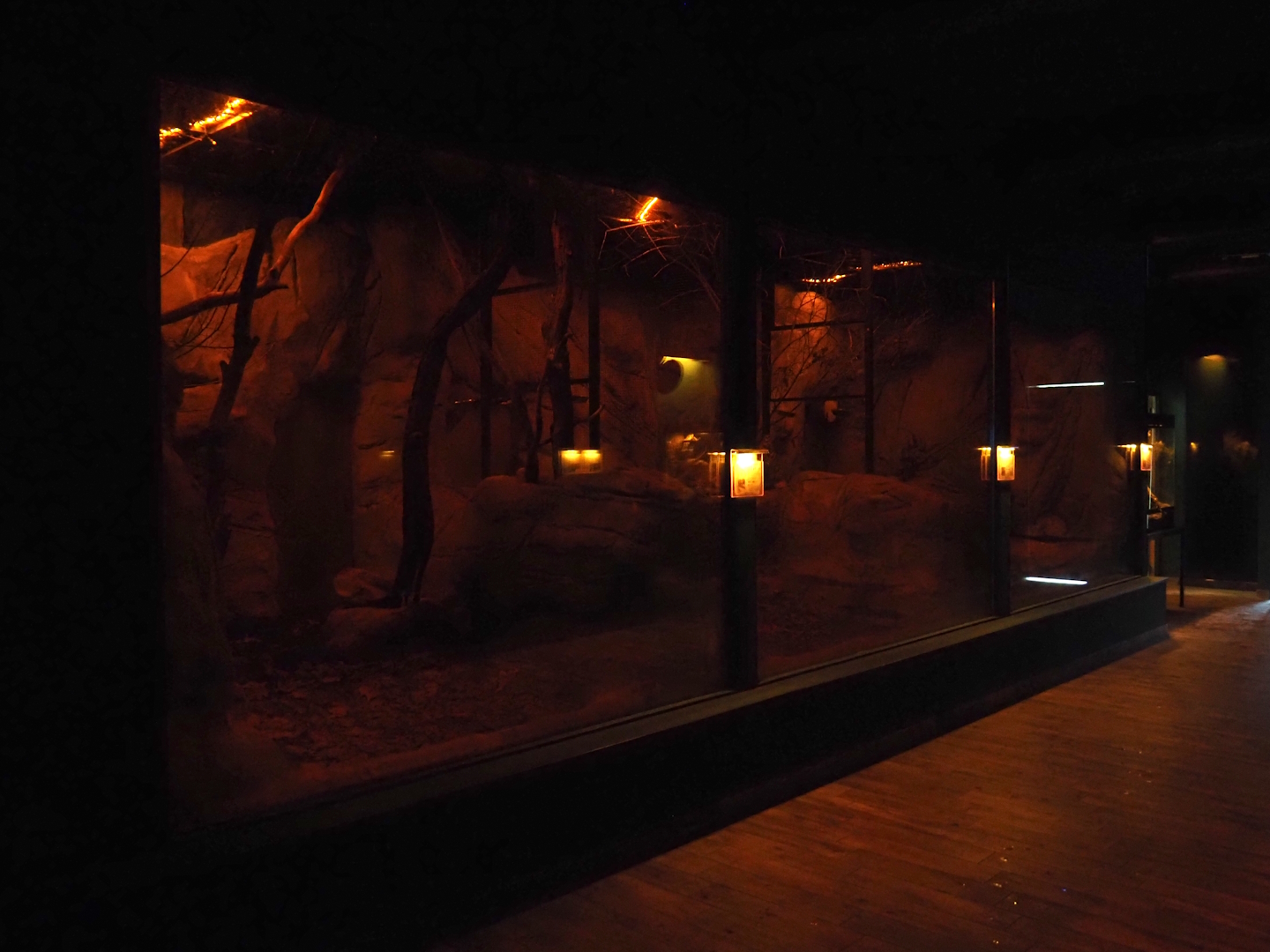 Nachtwelten (Nocturnal house) - Bat and Sugar glider exhibits, 2024-05-22