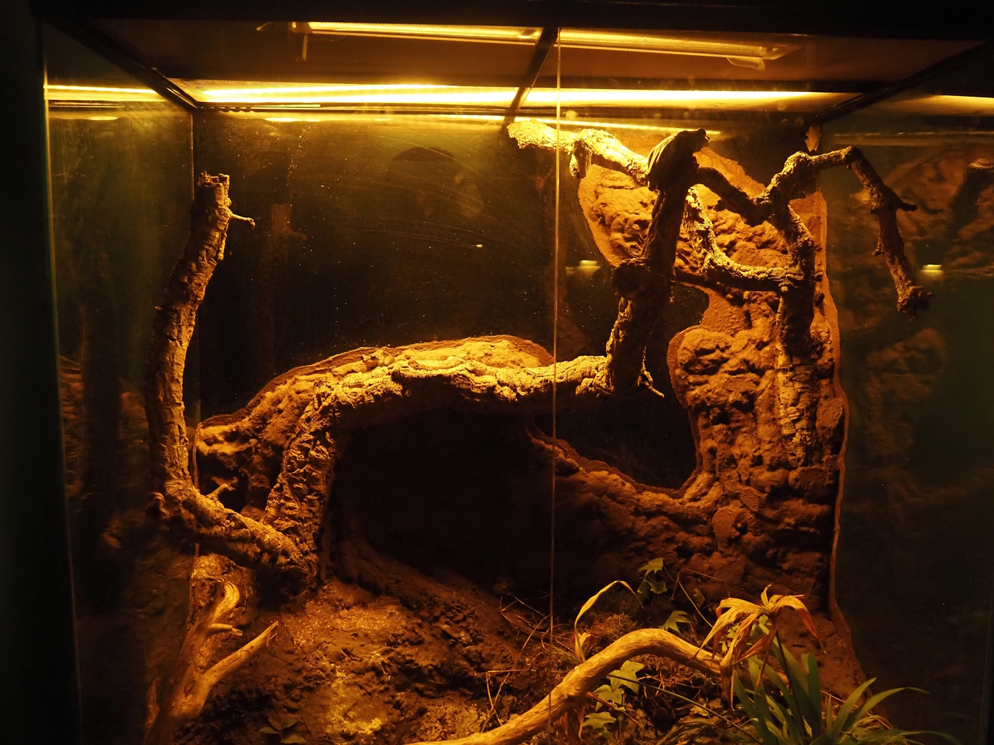 Nachtwelten (Nocturnal house) - Common tree frog terrarrium, 2024-05-22