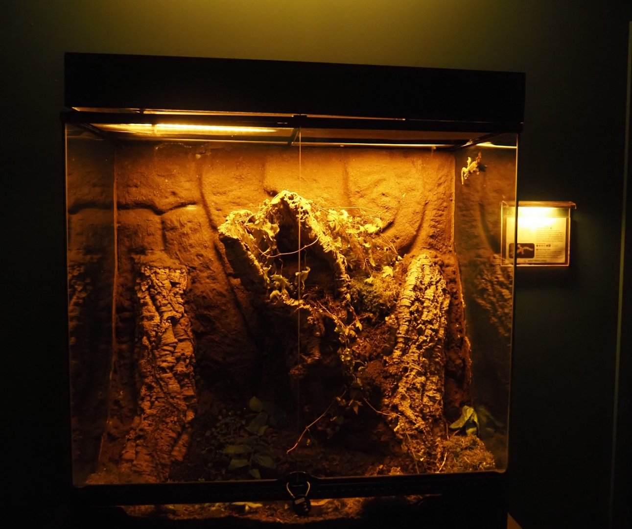 Nachtwelten (Nocturnal house) - Kuhl's flying gecko terrarium, 2024-05-22