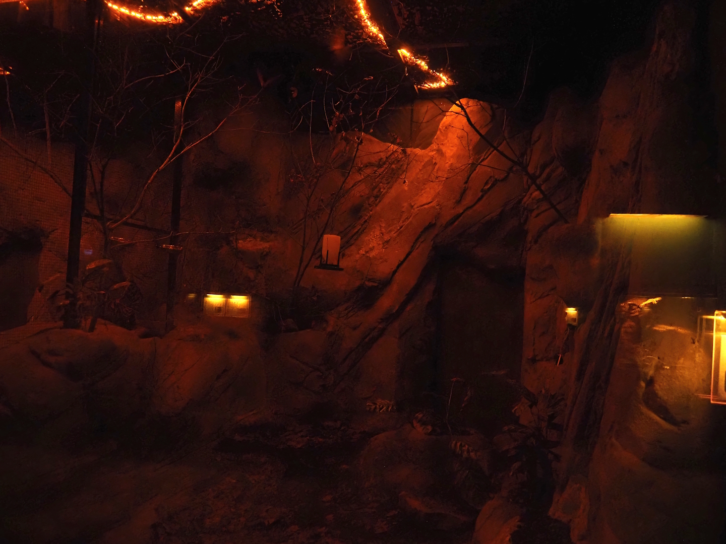 Nachtwelten (Nocturnal house) - Pallas' long-tongued bat exhibit, 2024-05-22