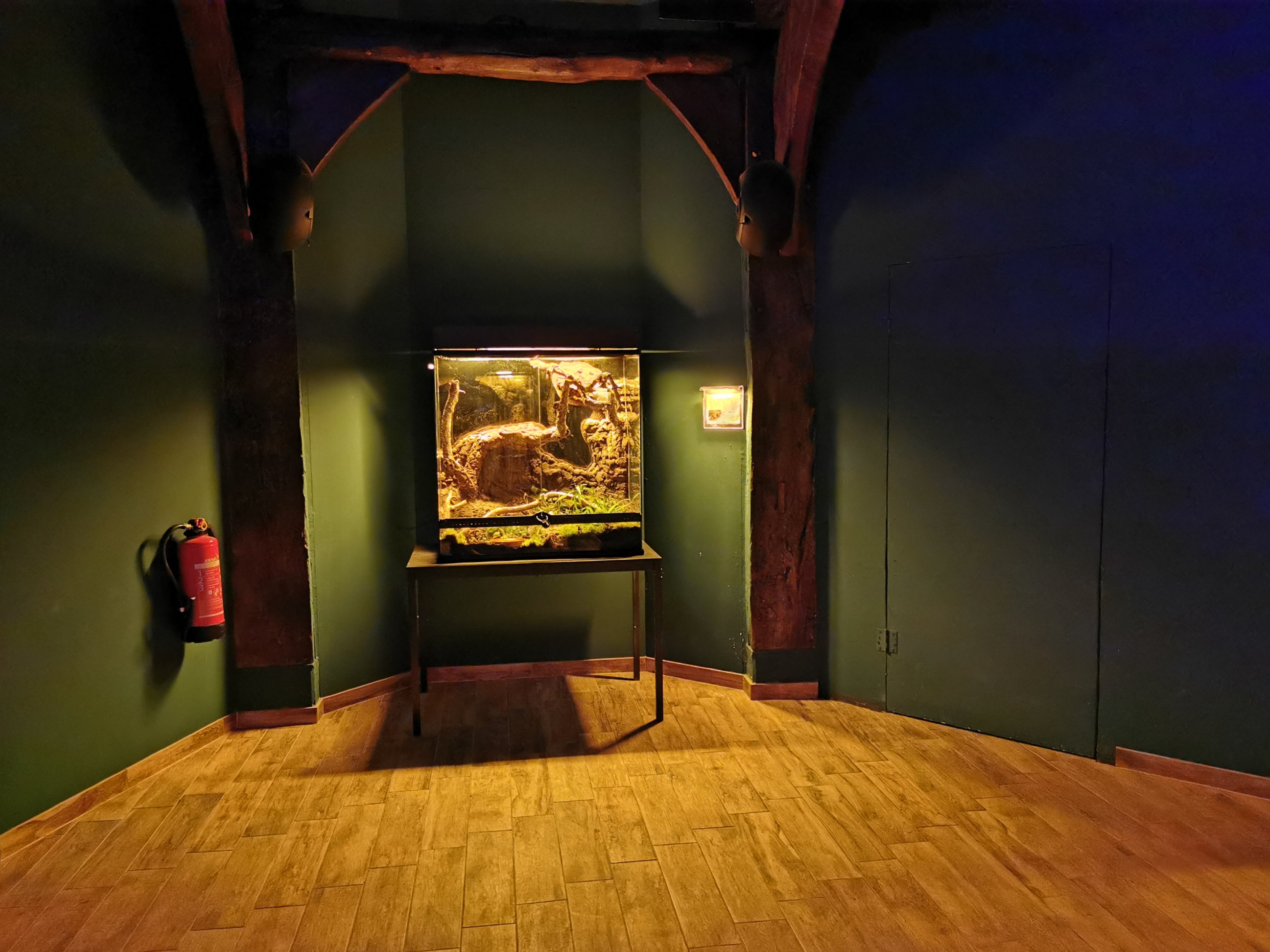 "Nachtwelten" - Terrarium for common tree frog