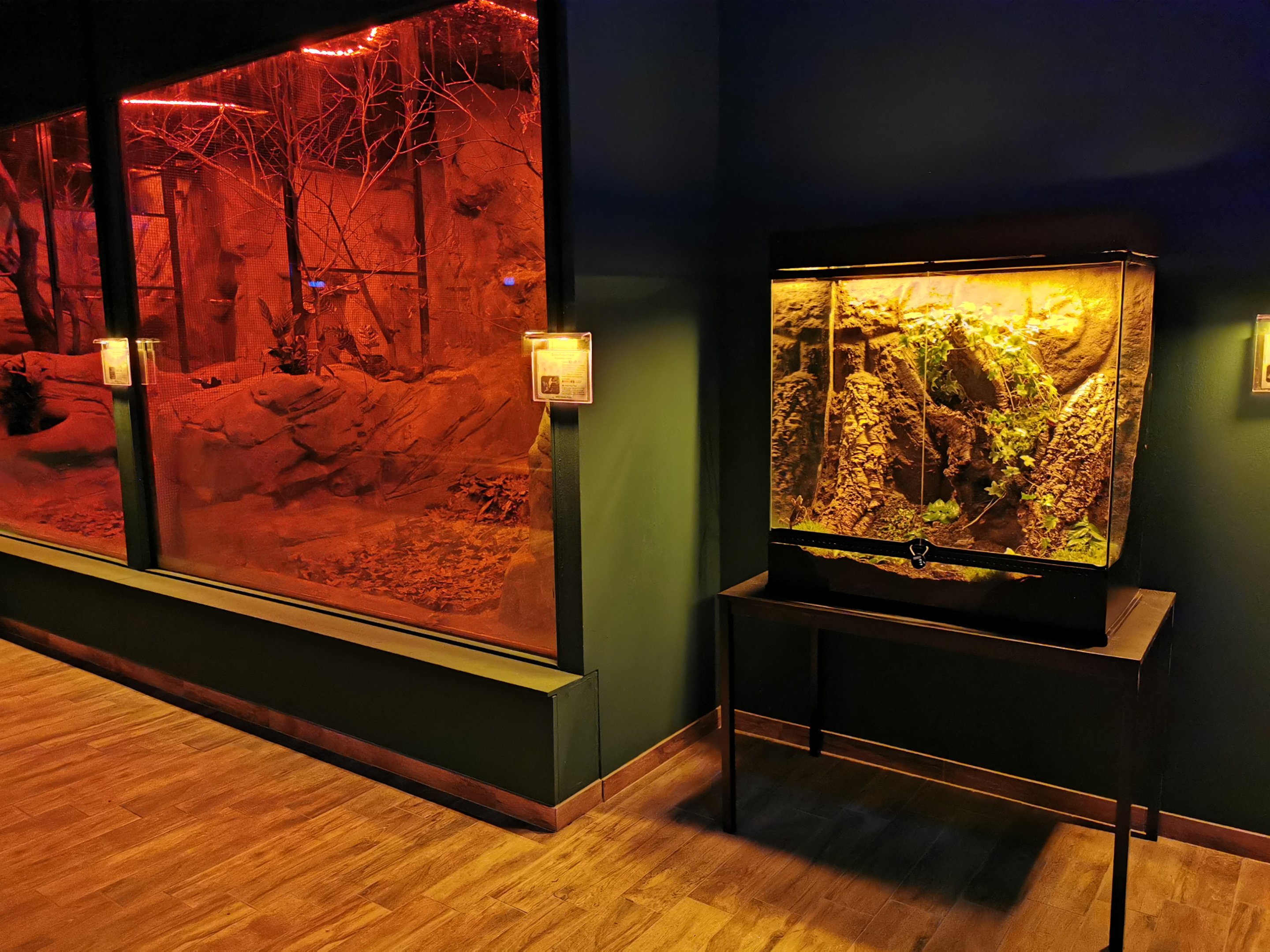 "Nachtwelten" - Terrarium for Kuhl's flying gecko