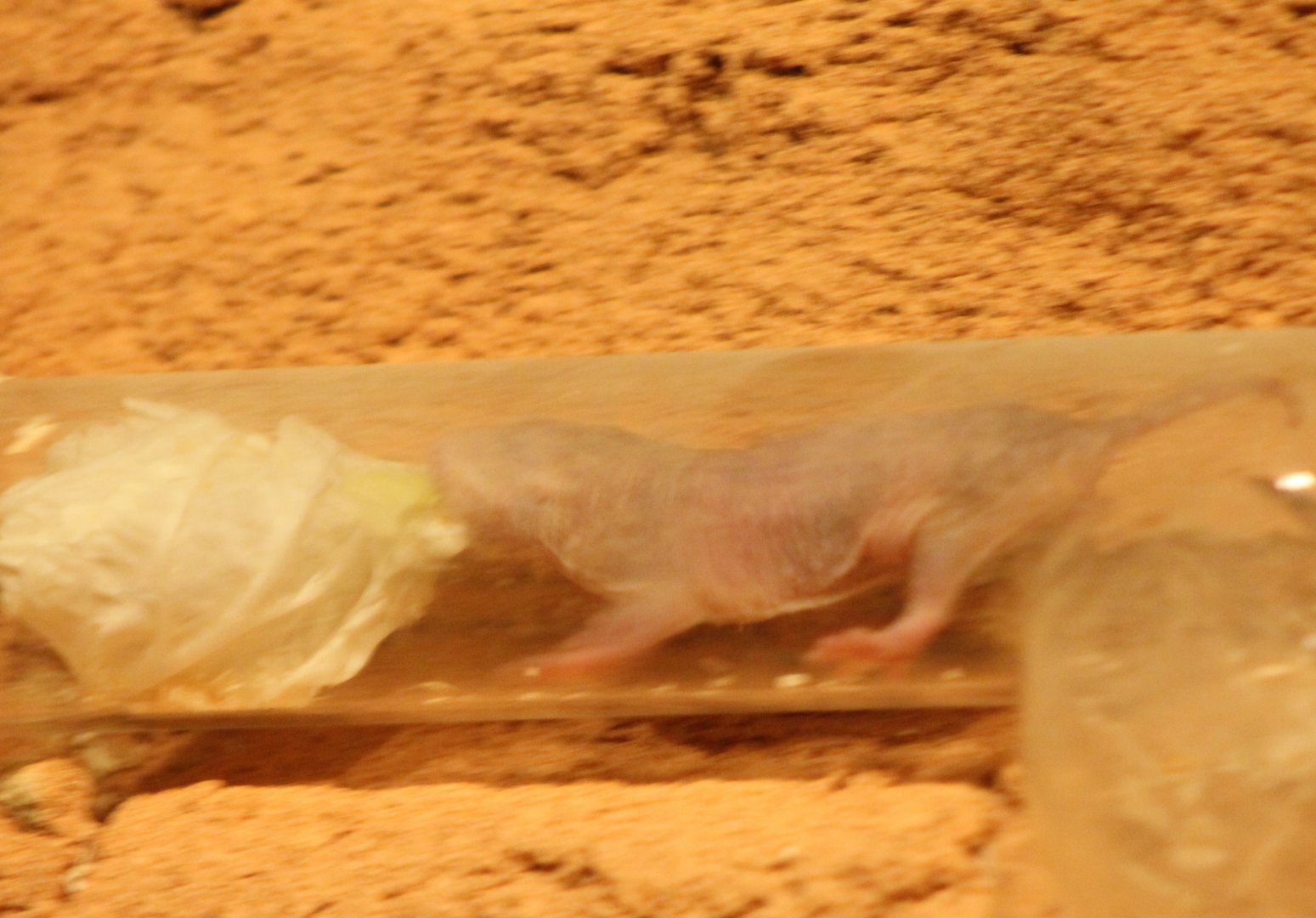 Nacked mole-rat - food-collecting