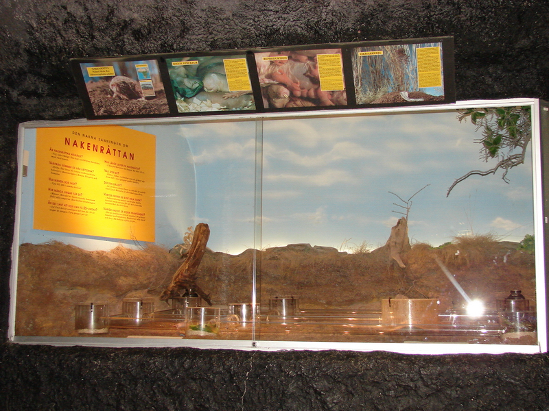 Nacked Mole Rat (Heterocephalus glaber) Exhibit