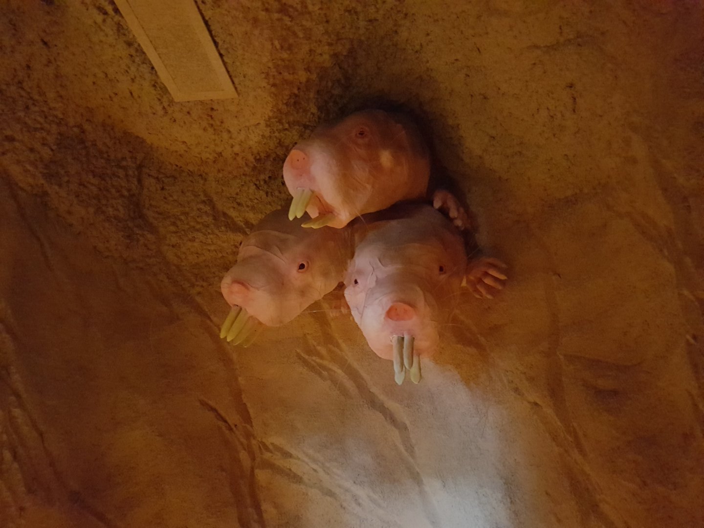 Nacked mole-rat-models