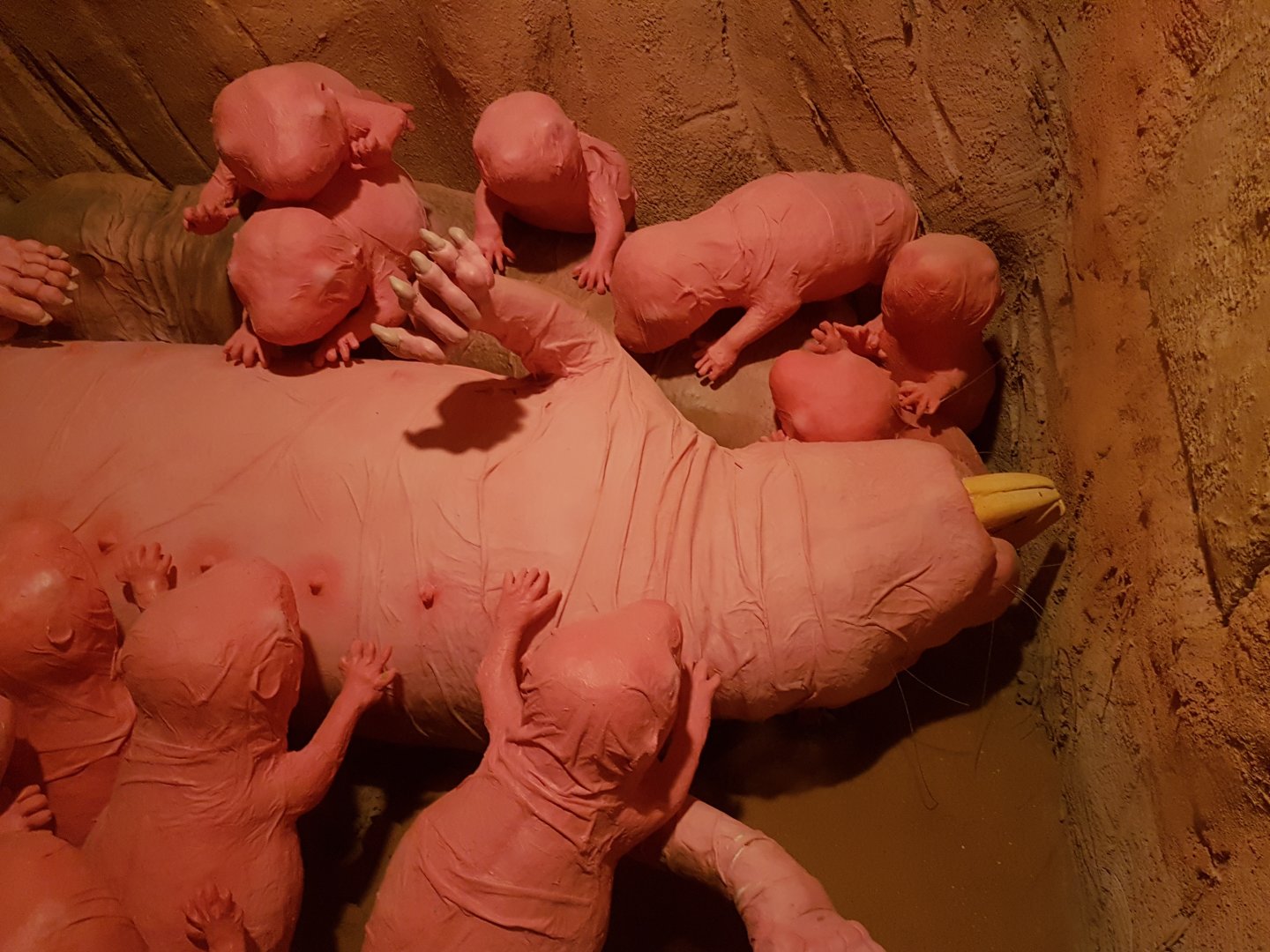 Nacked mole-rat-models