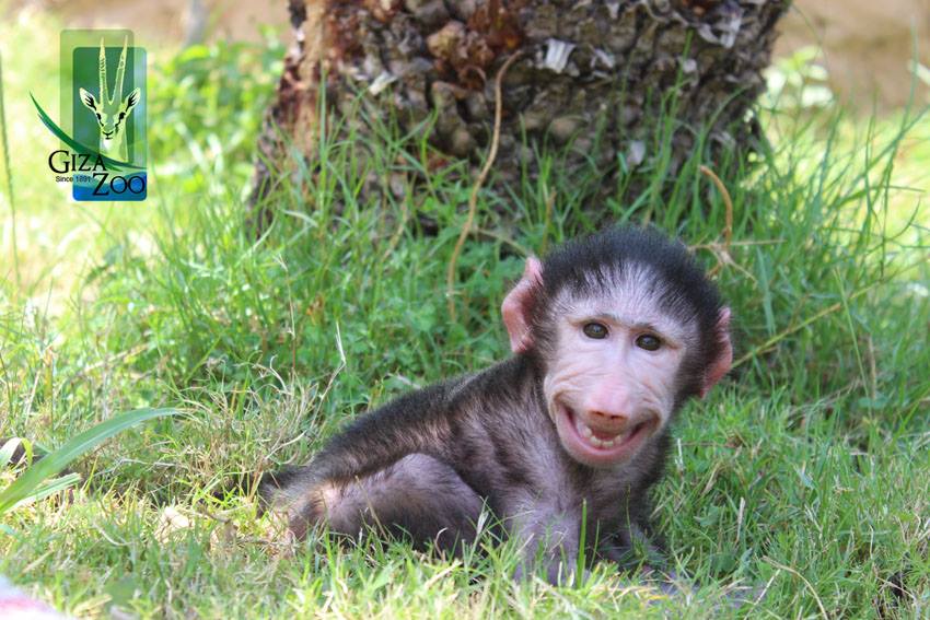 Nader the Olive Baboon