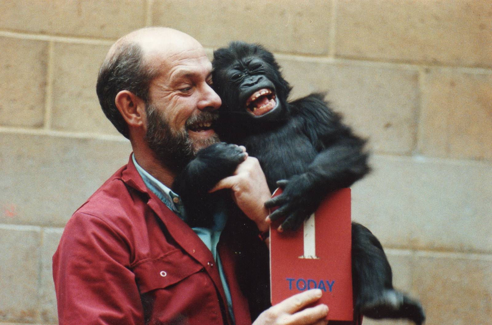Nadia the gorilla's first birthday 1993