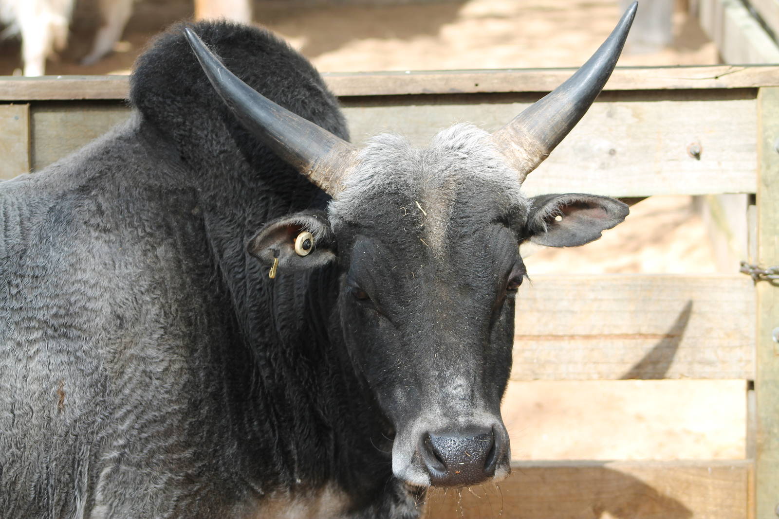 Nadudana (Miniature) Zebu