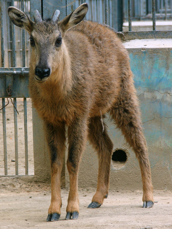 Naemorhedus baileyi cranbrooki (male)