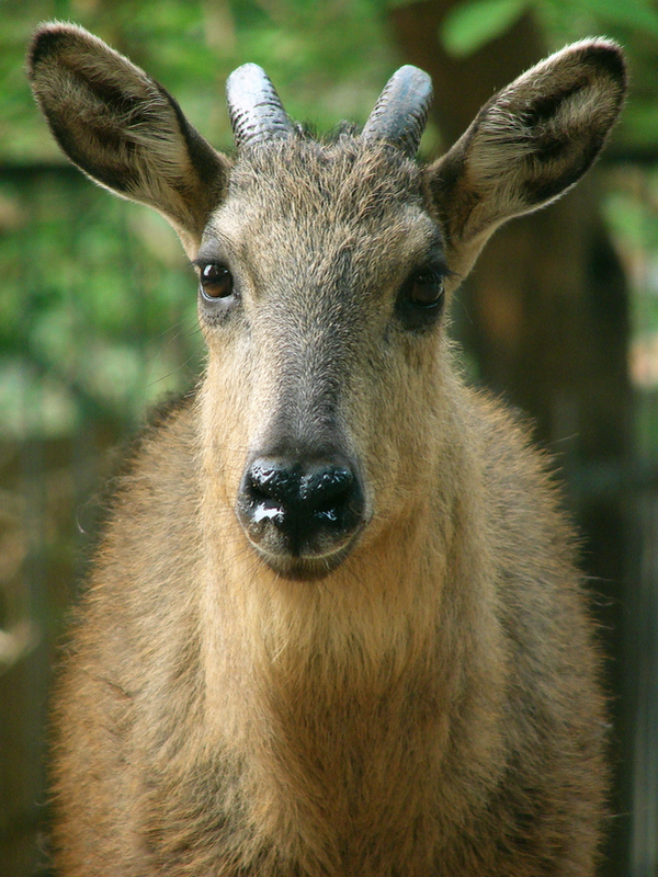 Naemorhedus baileyi cranbrooki (male)