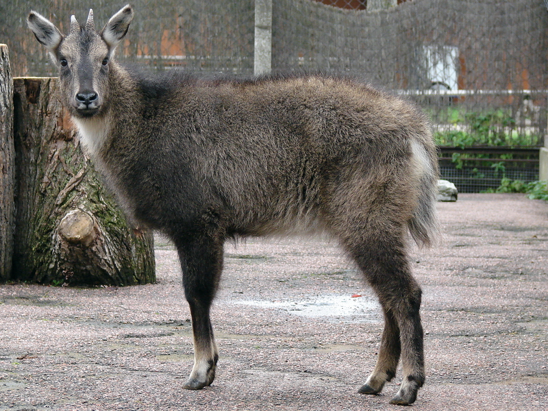Naemorhedus caudatus caudatus female